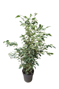 Фикус Бенджамена