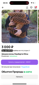 Гигантская шишка