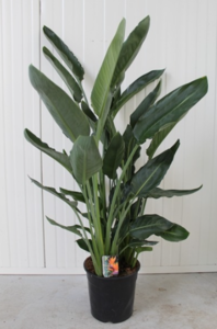 домашний живой цветок из списка