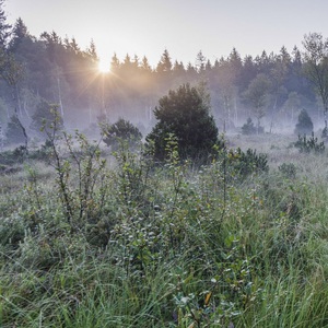 murnauer moos, murnau am staffelsee, germany