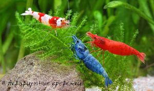 акувариум с рыбой и креветкой