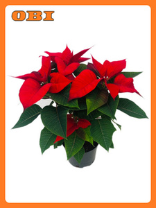Живая пуансеттия