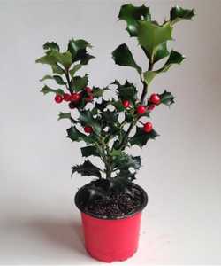 Остролист живой