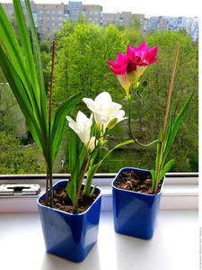 Фрезия в горшке/срезкой