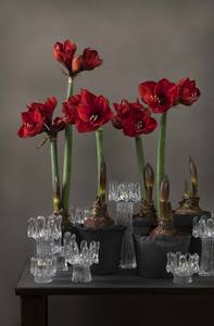 Луковица амариллиса в воске