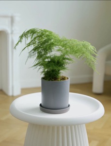 аспарагус в горшке