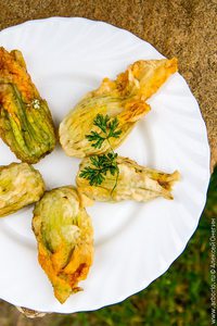 цветы кабачка