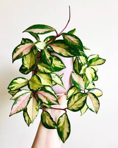 Хойя карноза триколор