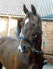 dutch warmblood horse