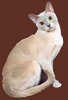 Бурманская кошка лилового окраса