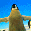 Увидеть живого пингвина:))