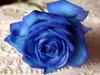 Голубая роза...