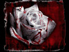кровавую розу