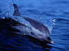 Хочу поплавать с дельфинами