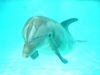 поплавать с дельфином
