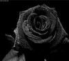 Хочу черную розу..