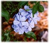 plumbago auriculata в горшке