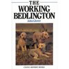 The Working Bedlington by John Glover