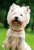 Собака - Вест Хайленд Вайт Терьер ( West Highland White Terrier )