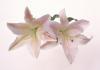 Белые лилии или орхидеи