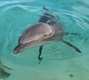 поплавати з дельфінами