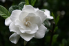 Цветочек Gardenia, в горшочке^^