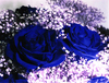 Синие розы!!!
