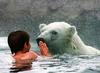 Swimming with polar bears