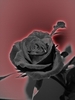 чёрные розы