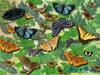 1000 бабочек
