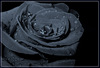 букет черных роз