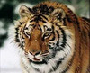 Большой оранжевый плюшевый тигр с настоящими зубами