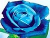 хочу НАСТОЯЩУЮ синюю (голубую) розу!!!