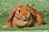 Кролик карликовый