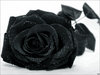 черная роза...