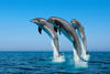 Поплавати з дельфінами =)