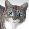 Хочу ещё одну кошечку