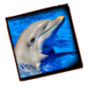 поплавать с дельфинами