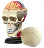 4d Puzzle  Cranial Nerve Skull