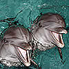 с дельфинами поплавать