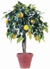 Lemon Tree