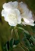 белые роза