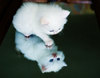 Котенок белый пушистый