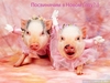 прикольные открытки со свинками