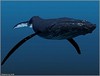 увидеть живого кита