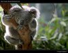 увидеть настоящего коалу