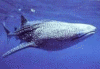 увидеть китовую акулу