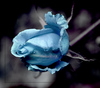 Голубая роза