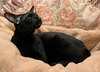черного котенка\черного ориентала