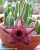 Stapelia hirsuta